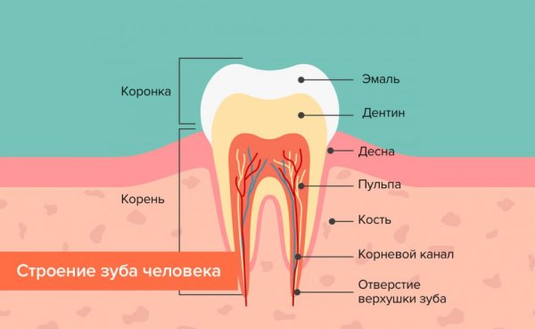 Строение зуба